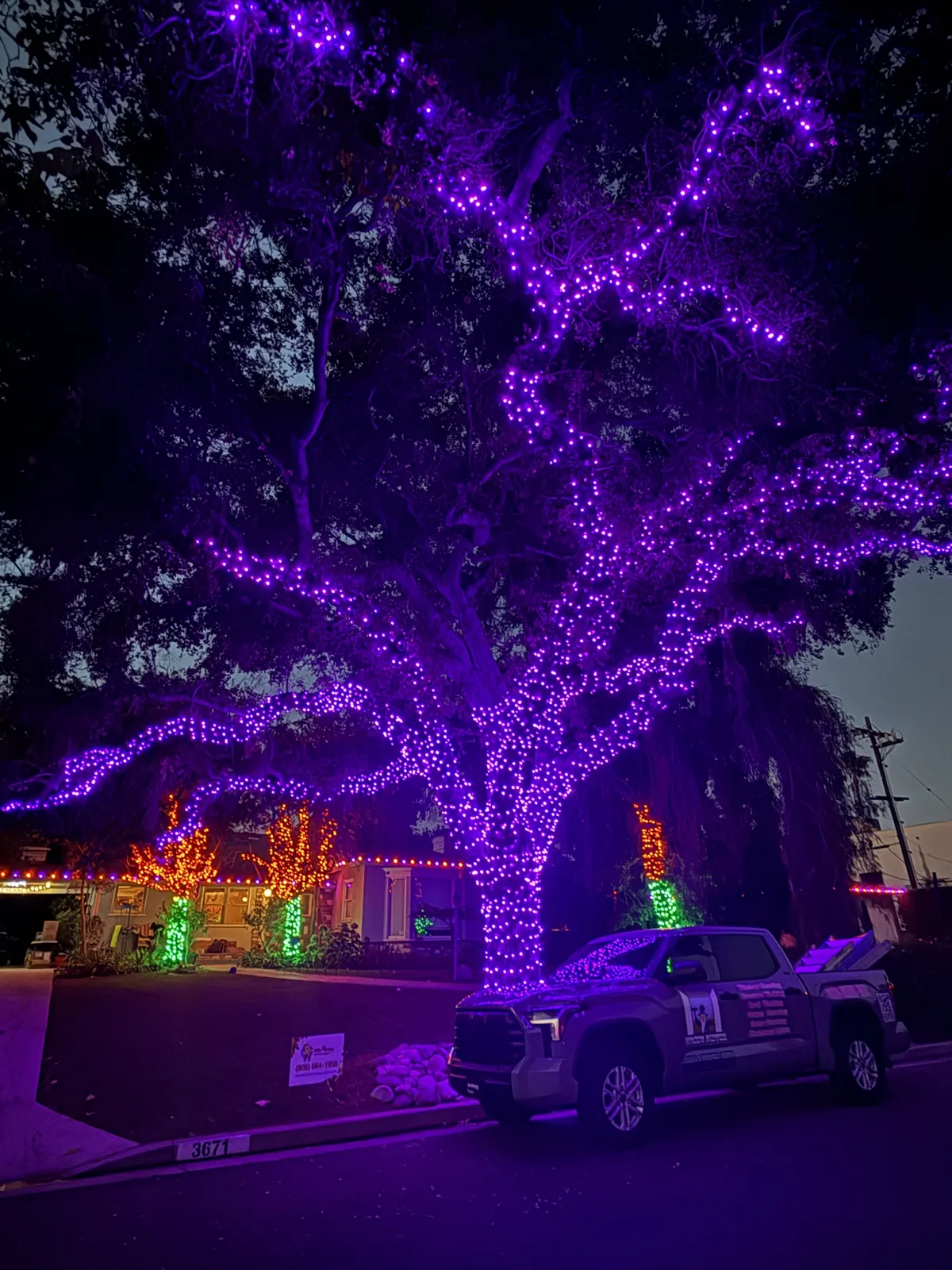 Tree with purple uplighting